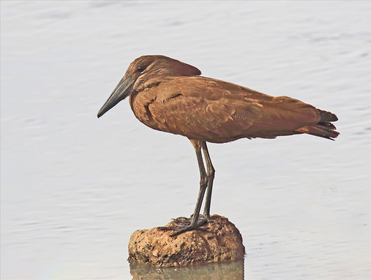 Hamerkop Heron - Peter Bagnall